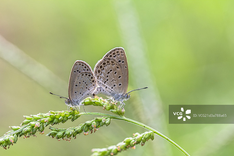 蝴蝶交配图片素材