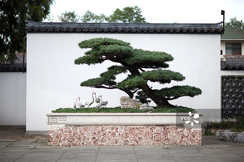 上海植物园盆栽艺术图片素材