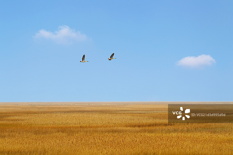 上海崇明东滩湿地图片素材