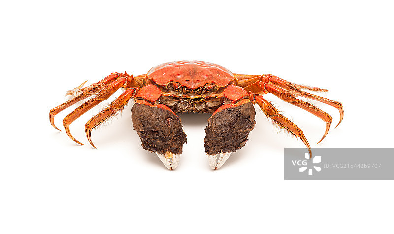 煮熟的大闸蟹图片素材