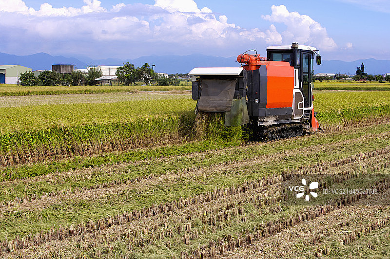 稻田,现代农业图片素材