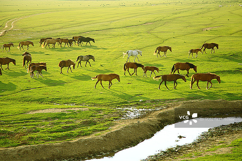 草原上日落归家的马群图片素材