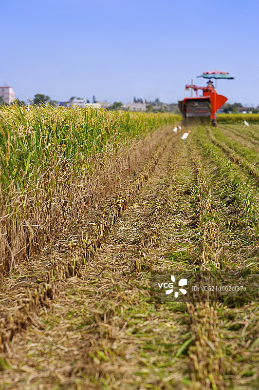 稻田,现代农业图片素材