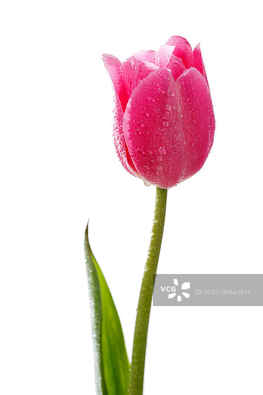 静物郁金香图片素材