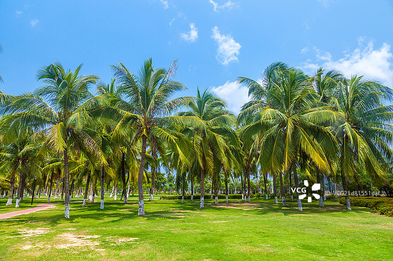 三亚湾海滩椰树林图片素材