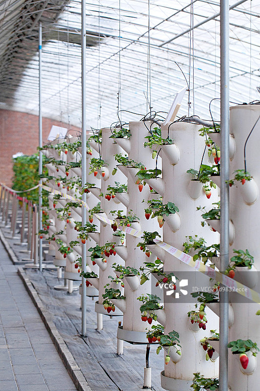 温室大棚中成熟的草莓图片素材