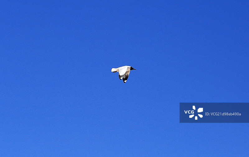 天空中飞翔的海鸥图片素材