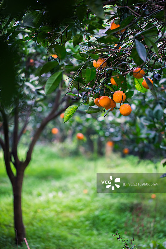 橘子园图片素材