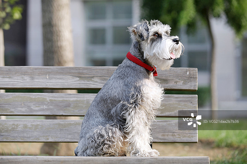 座椅上的狗图片素材