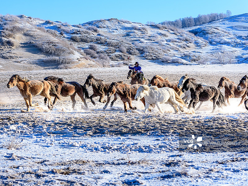 自然人文地理内蒙古乌兰布统奔马图图片素材