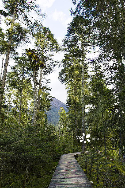 西藏南伊沟图片素材