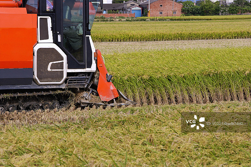 稻田,现代农业图片素材