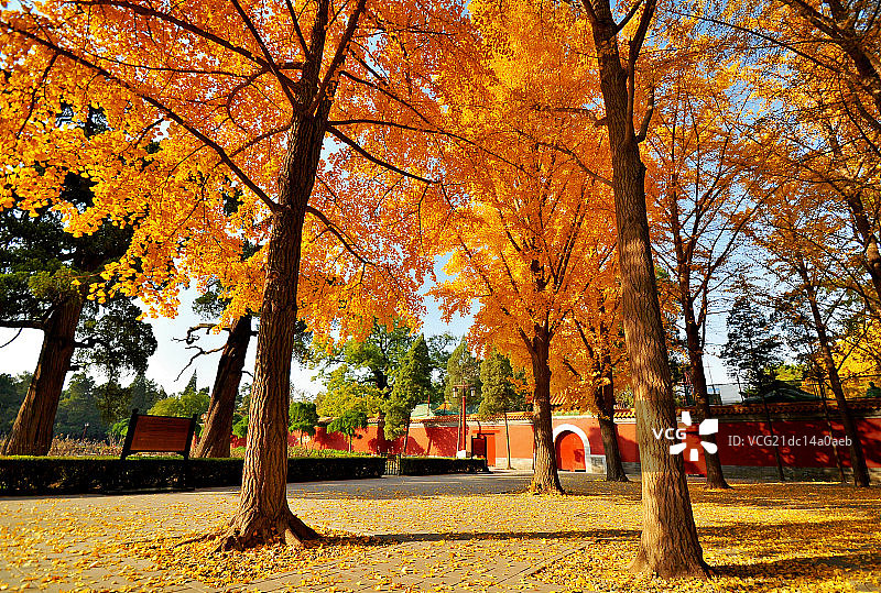 金秋景山银杏林落叶图片素材