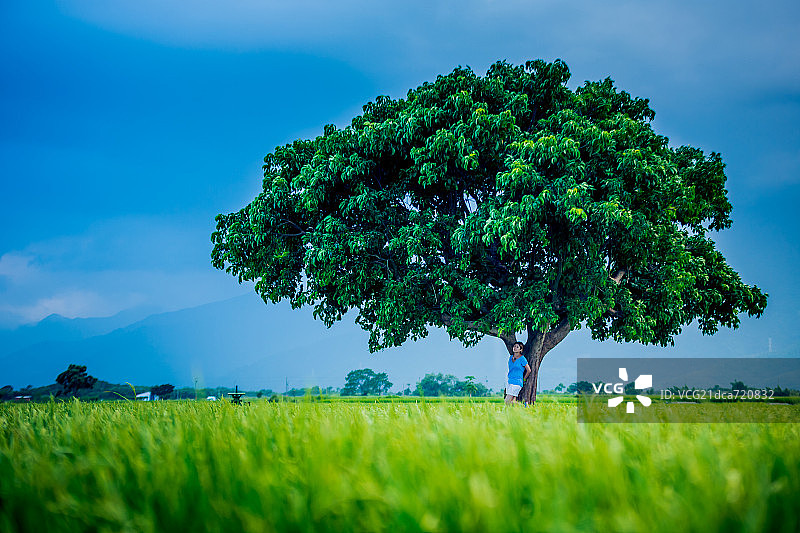 台湾伯郎大道景观图片素材