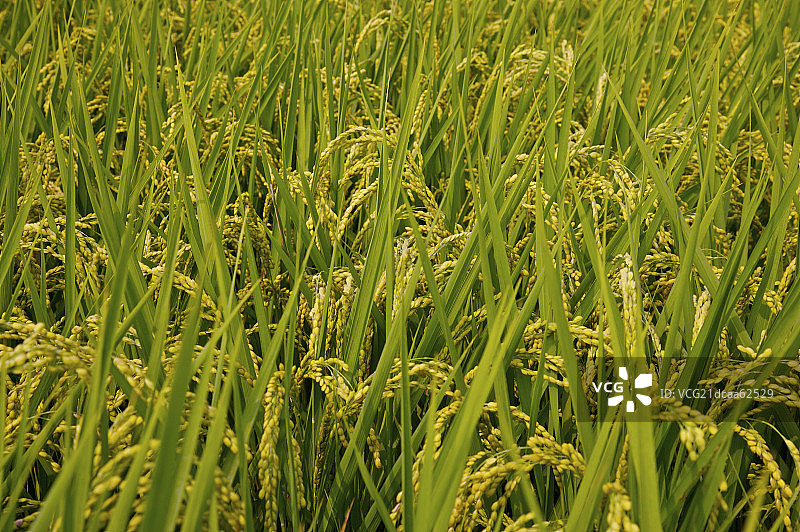 台湾,云林,斗南镇,稻田,农田,图片素材