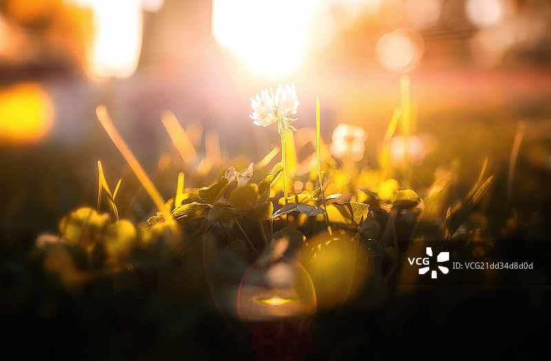 《生如夏花》图片素材