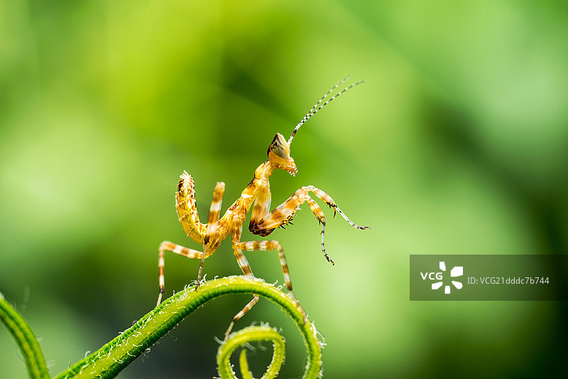丽眼斑蜻图片素材