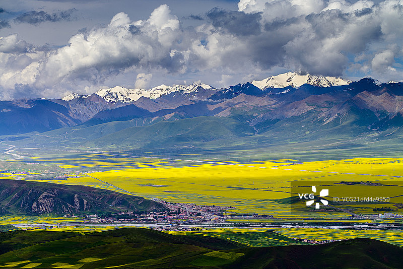 青海门源油菜花风光图片素材