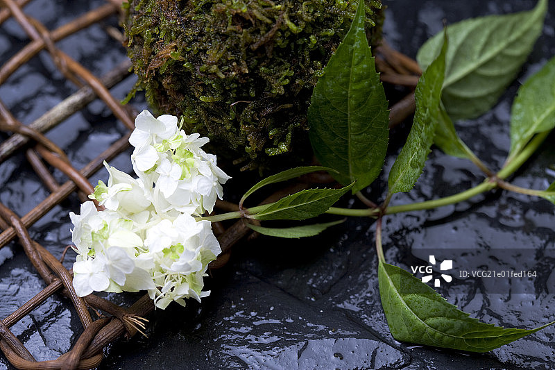 Hydrangea图片素材