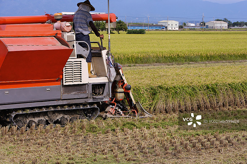 稻田,现代农业图片素材