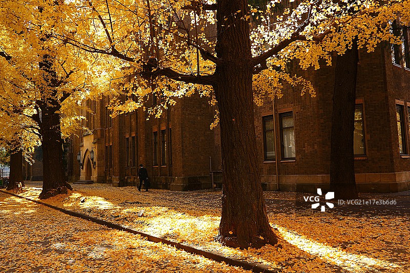 冬日晨光中的东京大学图片素材