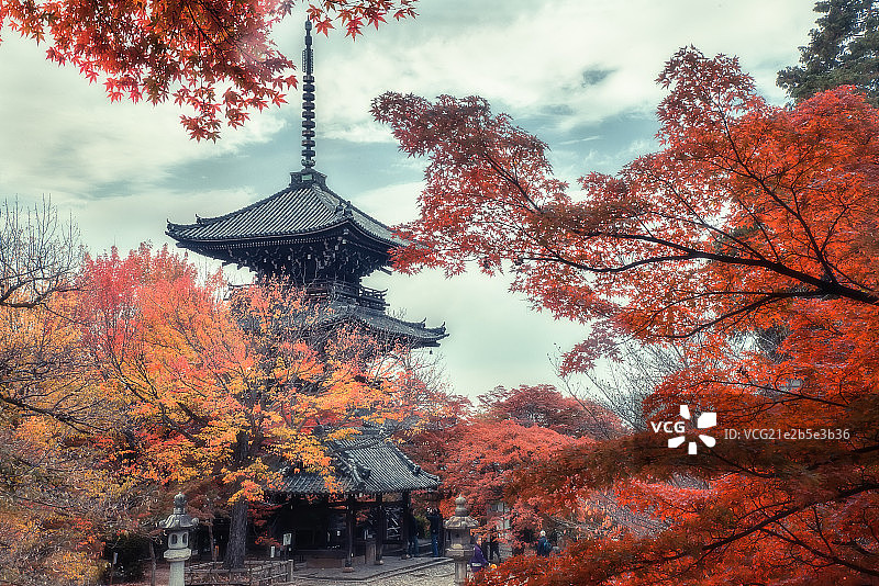 京都红叶2图片素材