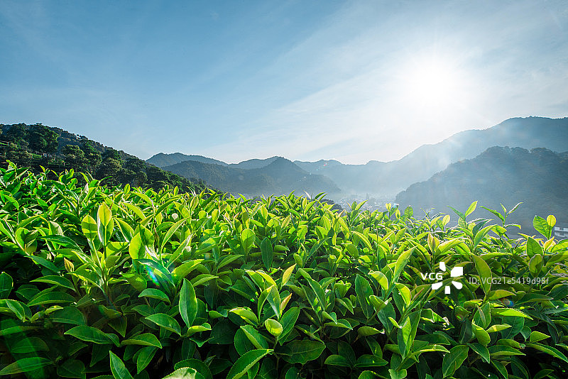 龙井茶园图片素材