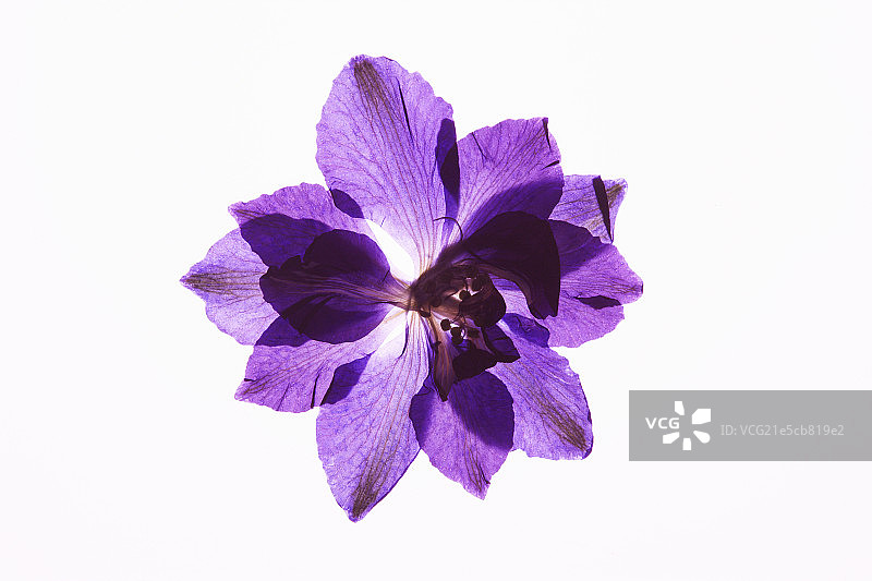 flower pattern图片素材