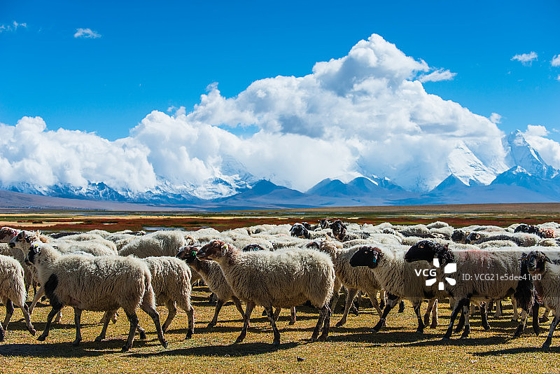 神山下的羊图片素材