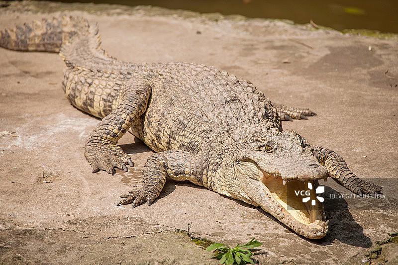 鳄鱼图片素材