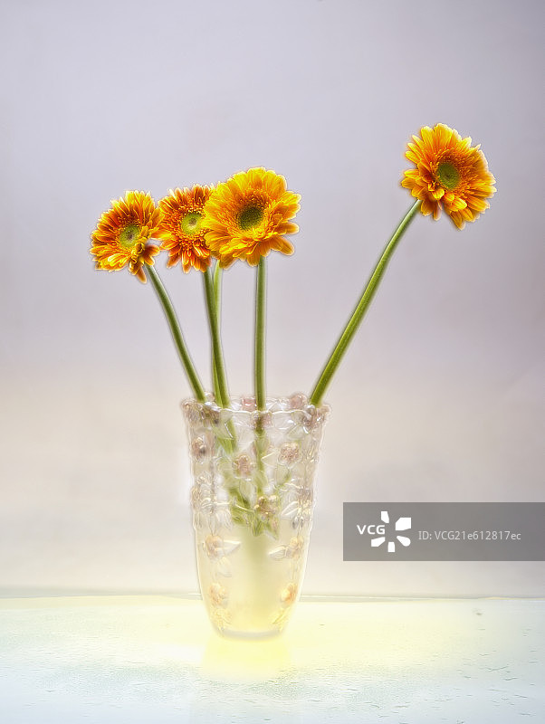 非洲菊图片素材