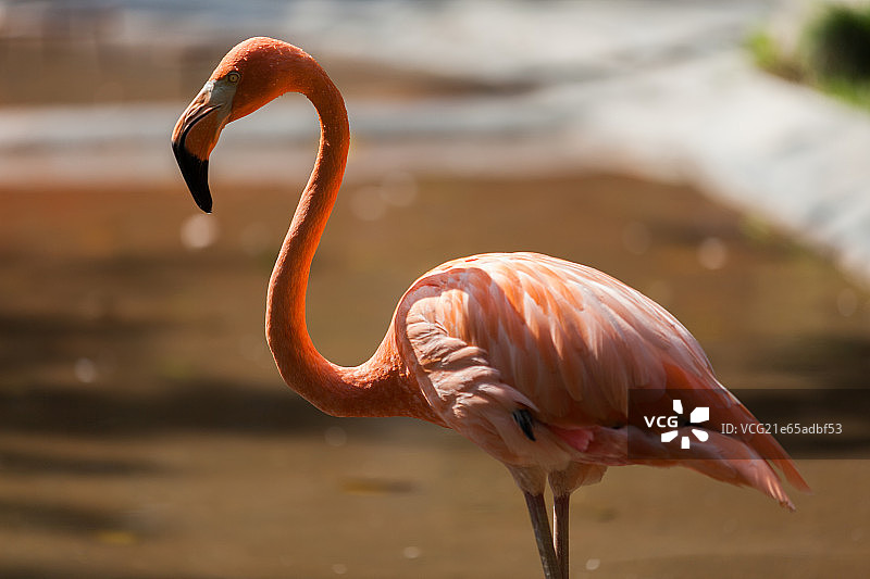 火烈鸟图片素材