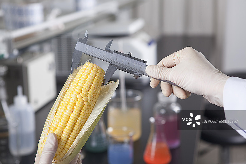 手用卡尺测量玉米图片素材
