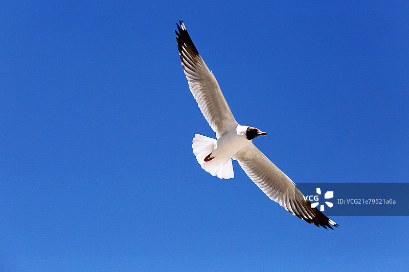 海鸥图片素材