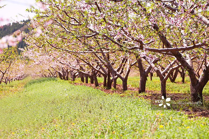 田地中盛开的桃花图片素材