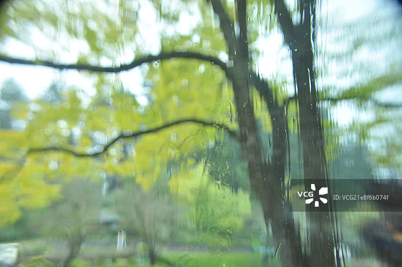 树 The Butchart Gardens图片素材