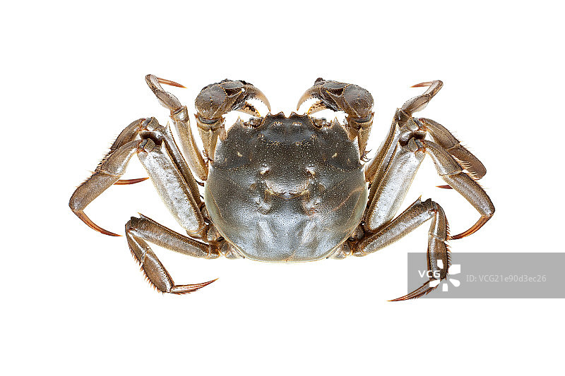活着的大闸蟹（螃蟹）图片素材