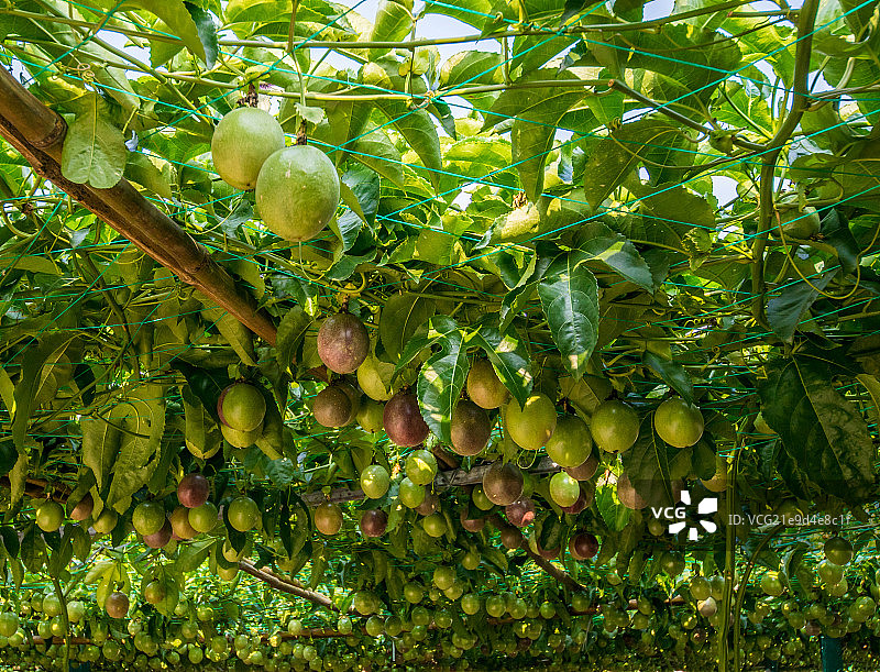 百香果图片素材