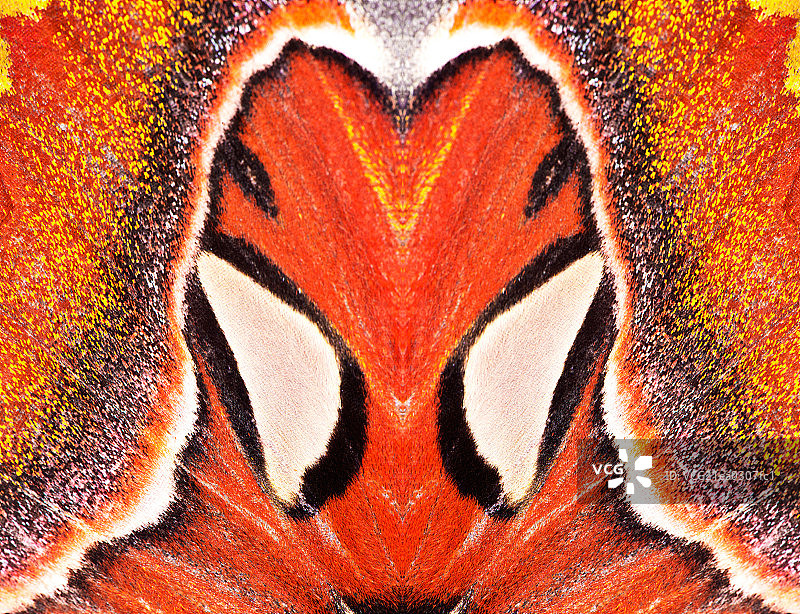 别样蝴蝶图片素材