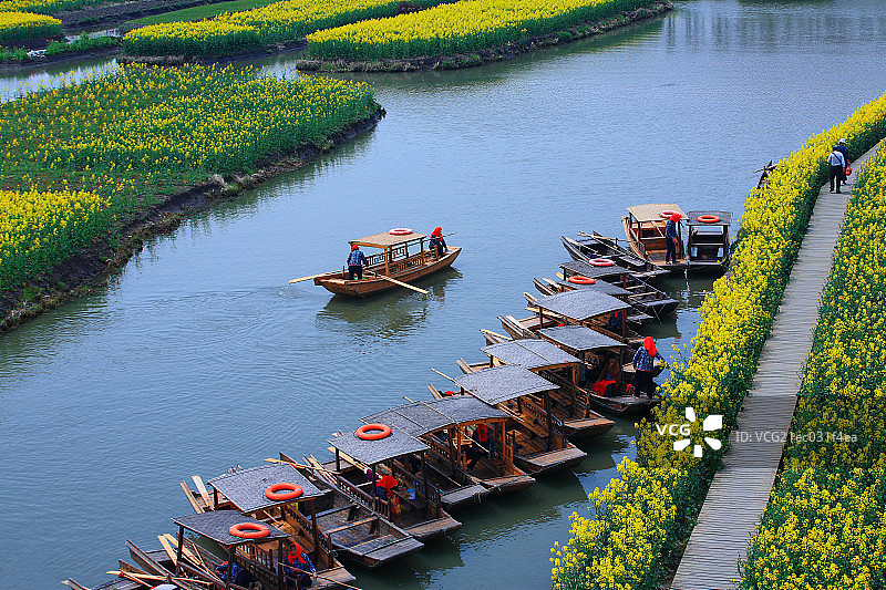 江苏省姜堰市兴化油菜花图片素材
