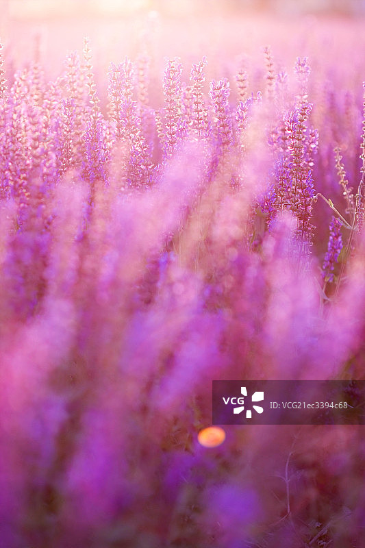 薰衣草图片素材