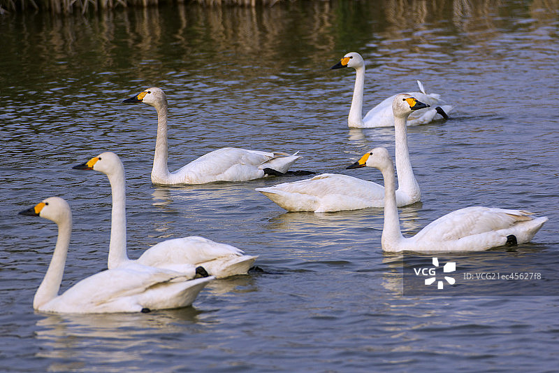 六只白色天鹅在湖中游泳图片素材