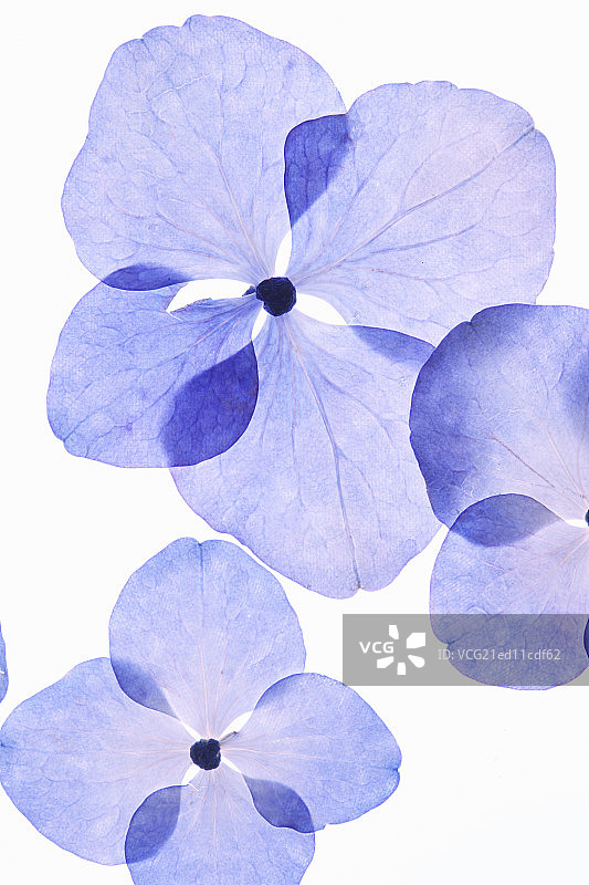 flower pattern图片素材