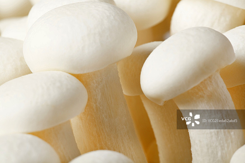 静物蘑菇图片素材