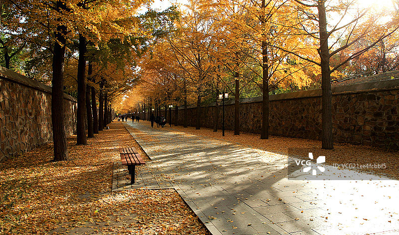 秋天街道图片素材