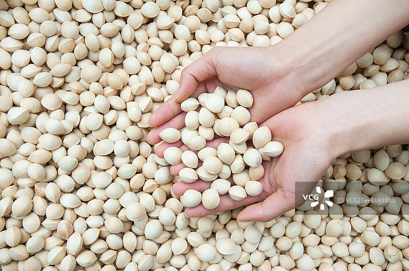 银杏果图片素材