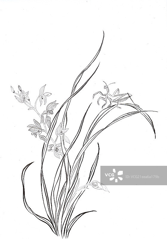 螳螂与兰花图片素材