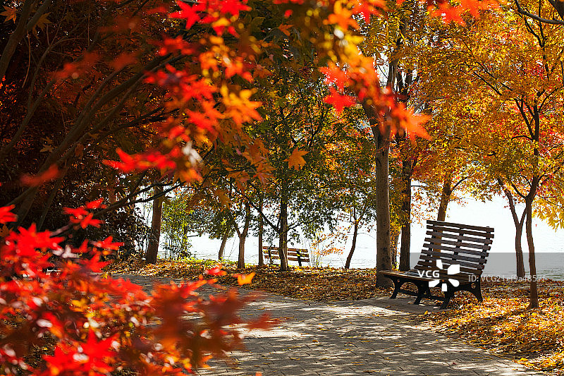 秋天树木图片素材