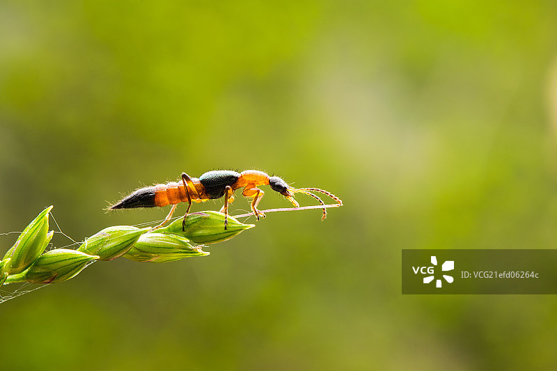 隐翅虫图片素材