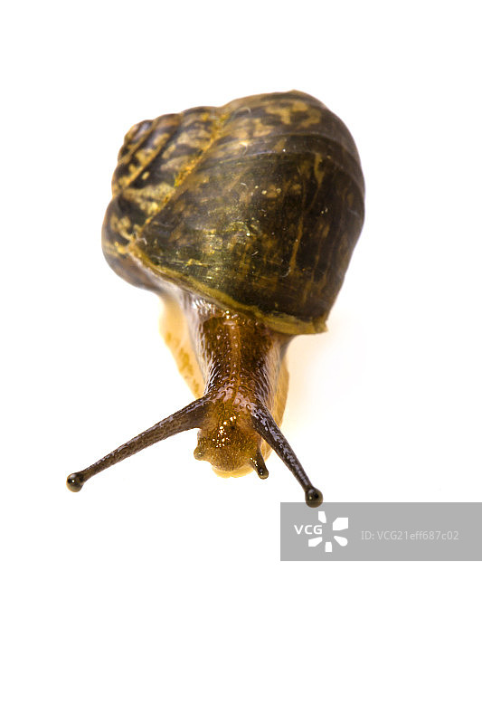 小蜗牛在活动中图片素材